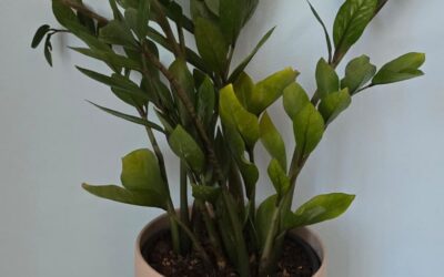 Plantes d’interior i calor: com cuidar-les aquest estiu perquè es mantinguin sanes.