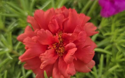 Portulaca: la planta perfecta per l’estiu.