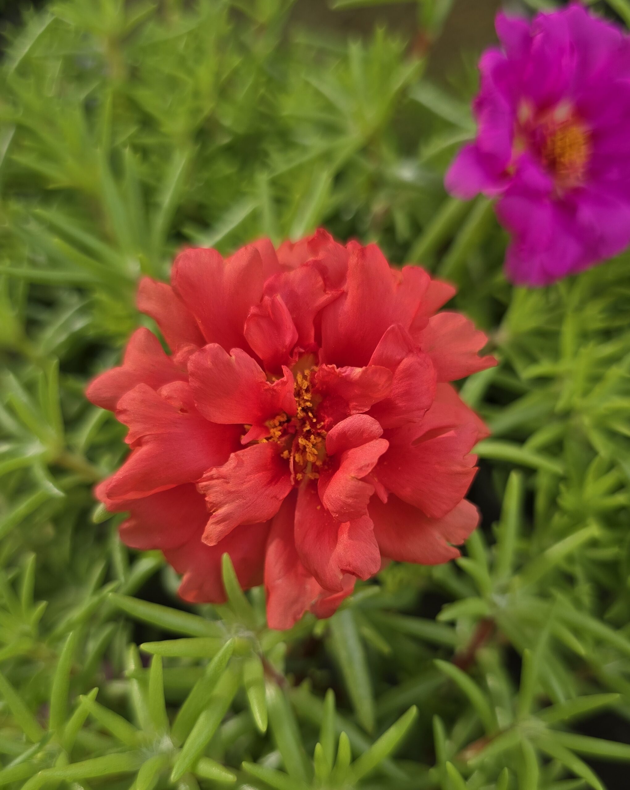 portulaca planta estiu tarragona