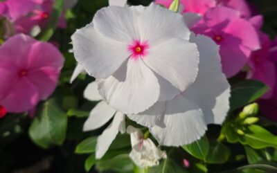 Com protegir les plantes de la calor?
