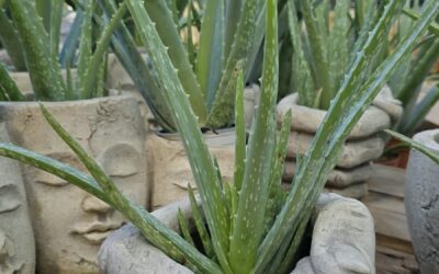 Àloe vera: beneficis, cures i trucs per cuidar-lo a casa