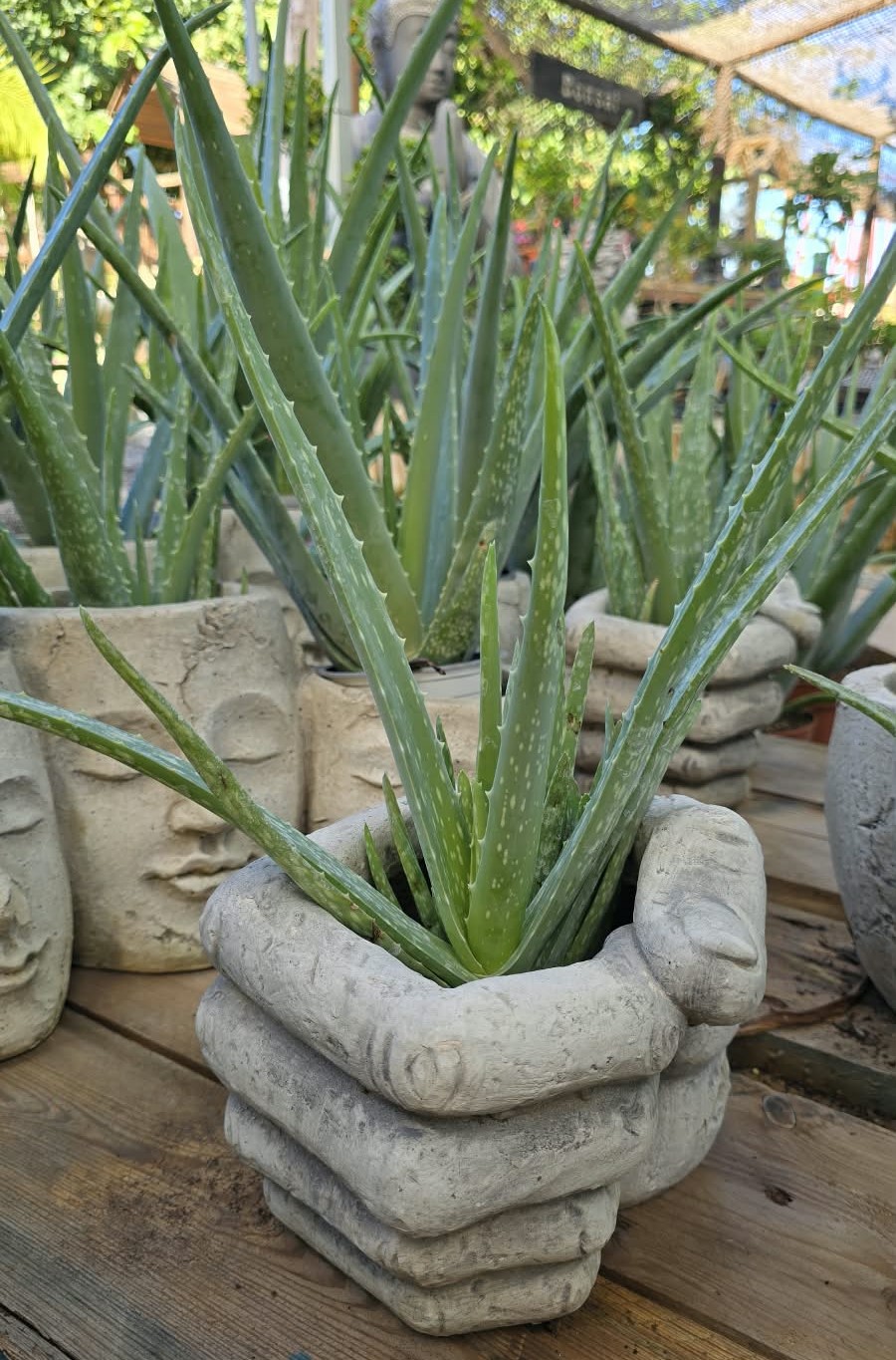 aloe-vera-tarragona-altafulla-cures