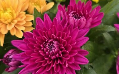 Plantes i aromàtiques per gaudir del jardí a la tardor
